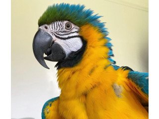 Macaw parrots.