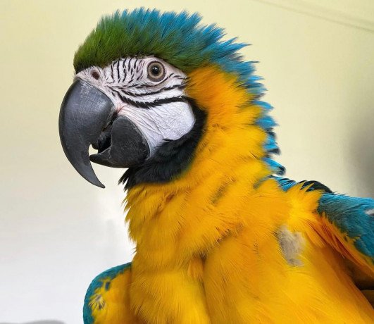 macaw-parrots-big-0