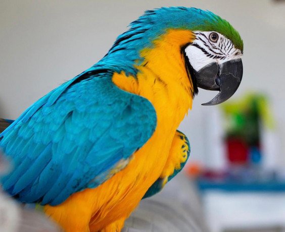 macaw-parrots-big-1