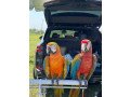 macaw-parrots-small-0