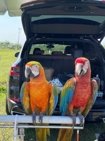 macaw-parrots-big-0