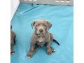pitbull-puppies-small-1