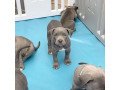 pitbull-puppies-small-0