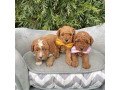 toy-poodle-pups-available-for-adoption-small-0