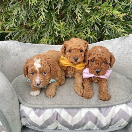 toy-poodle-pups-available-for-adoption-big-0