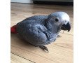 africa-grey-parrot-small-0