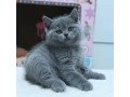 blue-british-short-hair-kittens-small-0