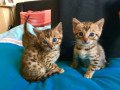 bengal-kittens-for-adoption-small-0