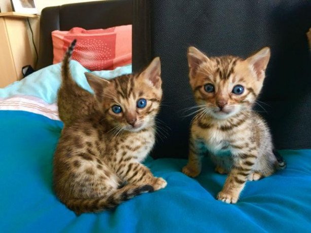 bengal-kittens-for-adoption-big-0