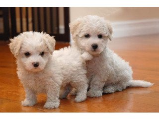 Bichon Frise puppies for adoption.