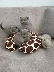 british-shorthair-kittens-for-adoption-big-0