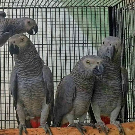 sweet-and-lovely-african-grey-parrots-for-sale-big-0