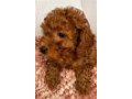 effie-poodle-toy-puppy-for-sale-small-3