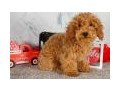 margie-glp-poodle-toy-puppy-for-sale-small-0