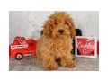 margie-glp-poodle-toy-puppy-for-sale-small-1