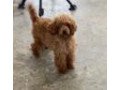 margie-glp-poodle-toy-puppy-for-sale-small-2