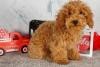 margie-glp-poodle-toy-puppy-for-sale-big-0