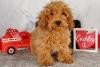 margie-glp-poodle-toy-puppy-for-sale-big-1