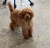 margie-glp-poodle-toy-puppy-for-sale-big-2