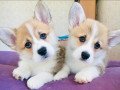 welsh-corgi-puppies-small-0