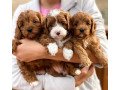 cavapoo-puppies-small-0