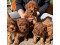 toy-poodle-puppies-small-0