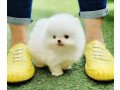 adorable-pomeranian-puppies-small-0