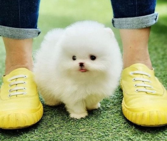 adorable-pomeranian-puppies-big-0