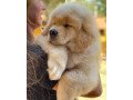 golden-retriever-puppies-for-sale-small-1