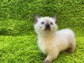 shih-tzu-puppies-for-sale-small-1