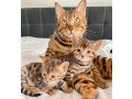 tica-active-bengal-kittens-small-0
