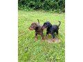 dobermann-puppies-for-sale-small-1