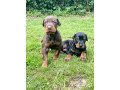 dobermann-puppies-for-sale-small-0