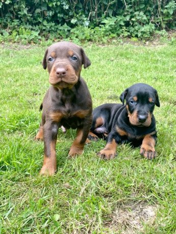 dobermann-puppies-for-sale-big-0