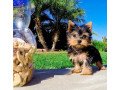 gorgeous-yorkshire-terrier-puppies-small-1