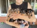 gorgeous-yorkshire-terrier-puppies-small-0