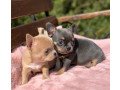 chichuachua-puppies-small-1