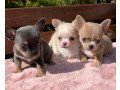 chichuachua-puppies-small-0