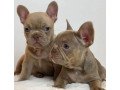 bulldog-puppies-small-1