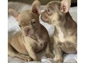bulldog-puppies-small-0