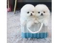 pomeranian-puppies-for-new-homes-small-0