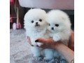 pomeranian-puppies-for-new-homes-small-1