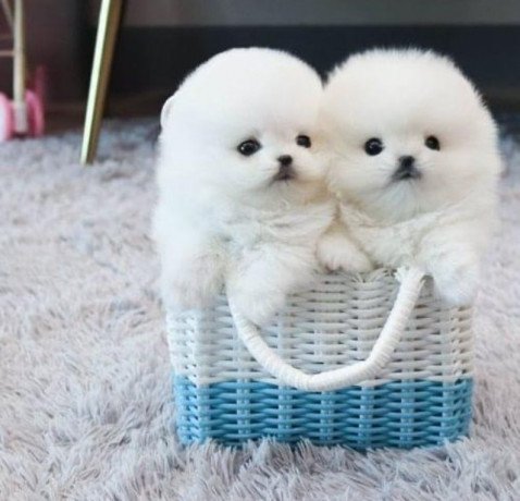 pomeranian-puppies-for-new-homes-big-0