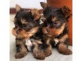 cute-yorkies-puppies-small-0