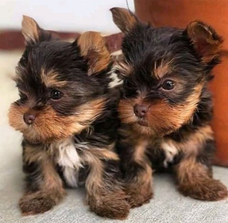 cute-yorkies-puppies-big-0