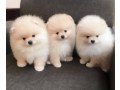 cute-pomeranian-puppies-small-0