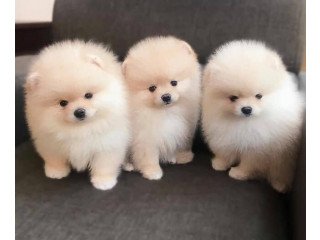 Cute pomeranian puppies