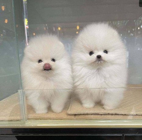 cute-pomeranian-puppies-big-1