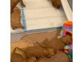 labra-doodle-puppies-small-2