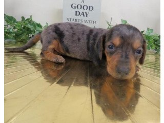 Purebred Dachshund Puppies Ready for Re-homing.